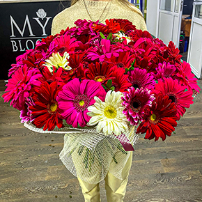 51 гербера рубиновый микс в Москве