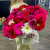 51 гербера рубиновый микс в Москве