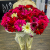 51 гербера рубиновый микс в Москве